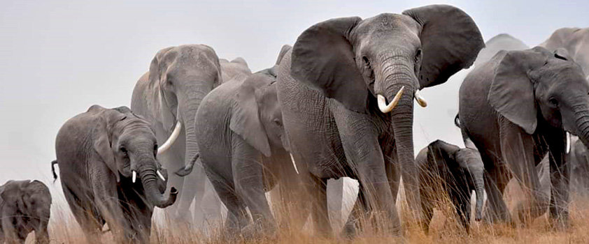 East Africa overland| safari | Zanzibar Beach holiday